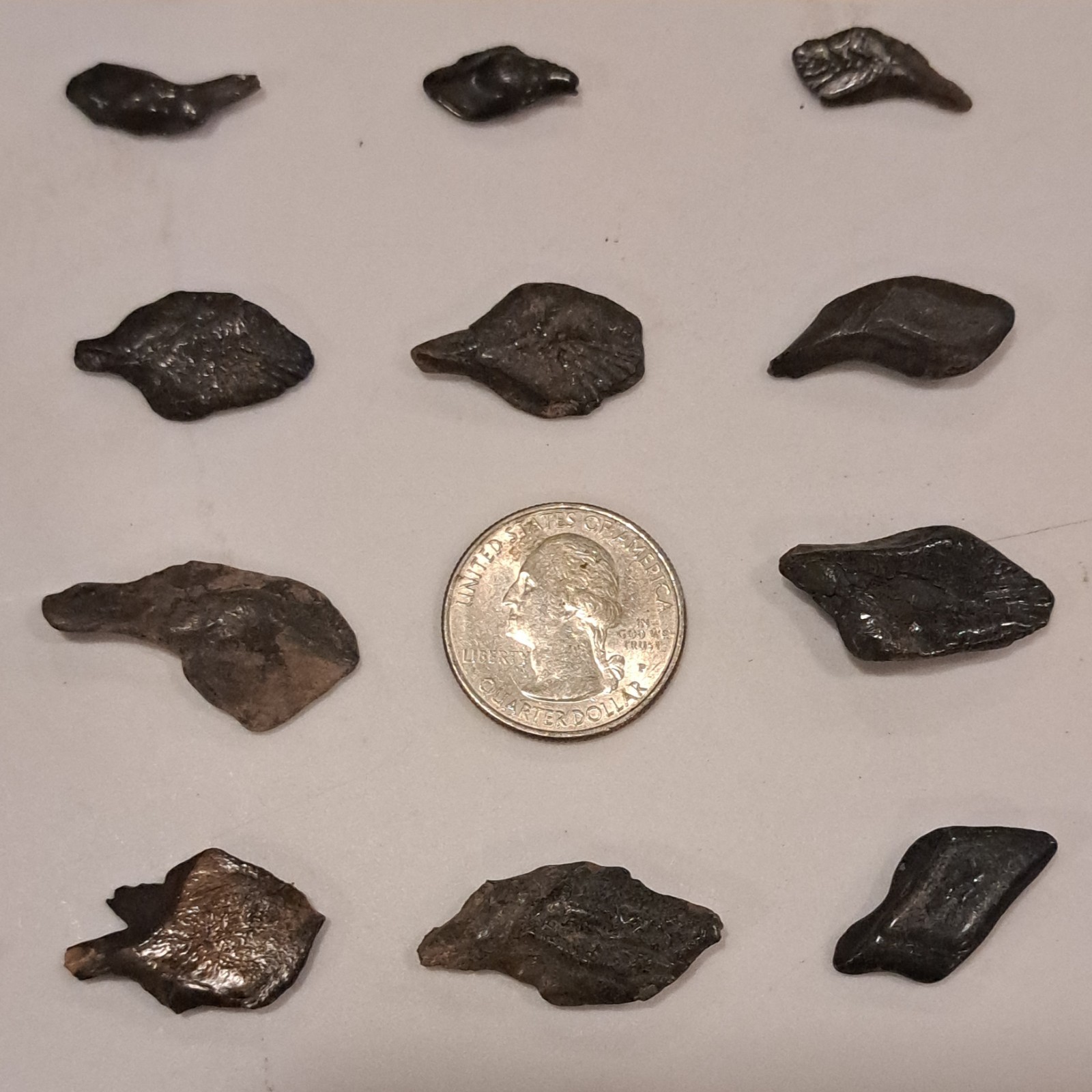 44 ALLIGATOR GAR SCALES FLORIDA FOSSILS ICE AGE EXTINCT FISH BONES TOOTH TEETH @