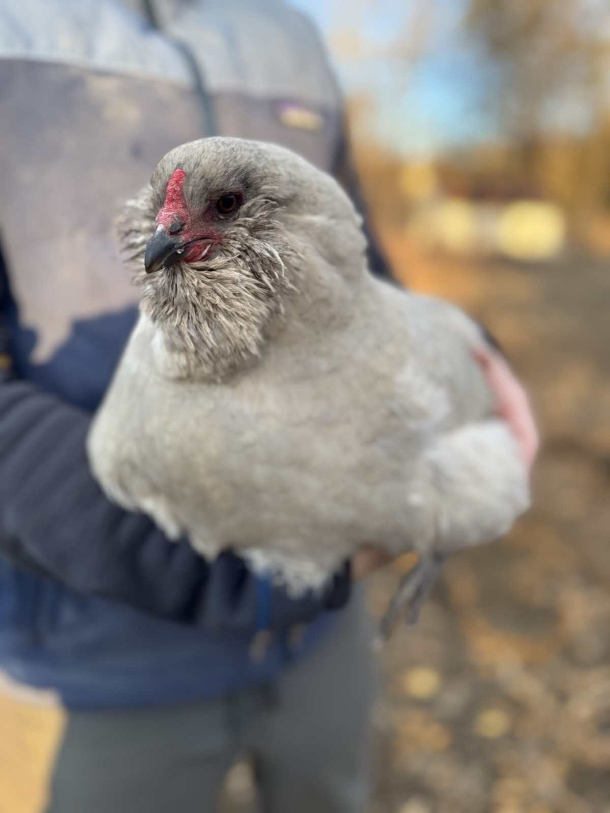 6+ Organically Raised Self Blue Lavender Ameraucana Fertile Hatching Eggs