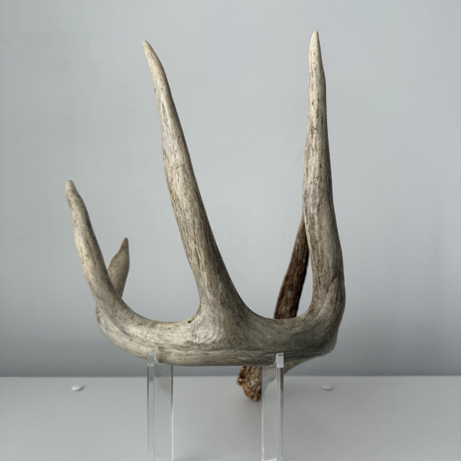 Wild Whitetail Deer Antler Shed Horn Rack Decor 5 Point Man Cave Decor 66"