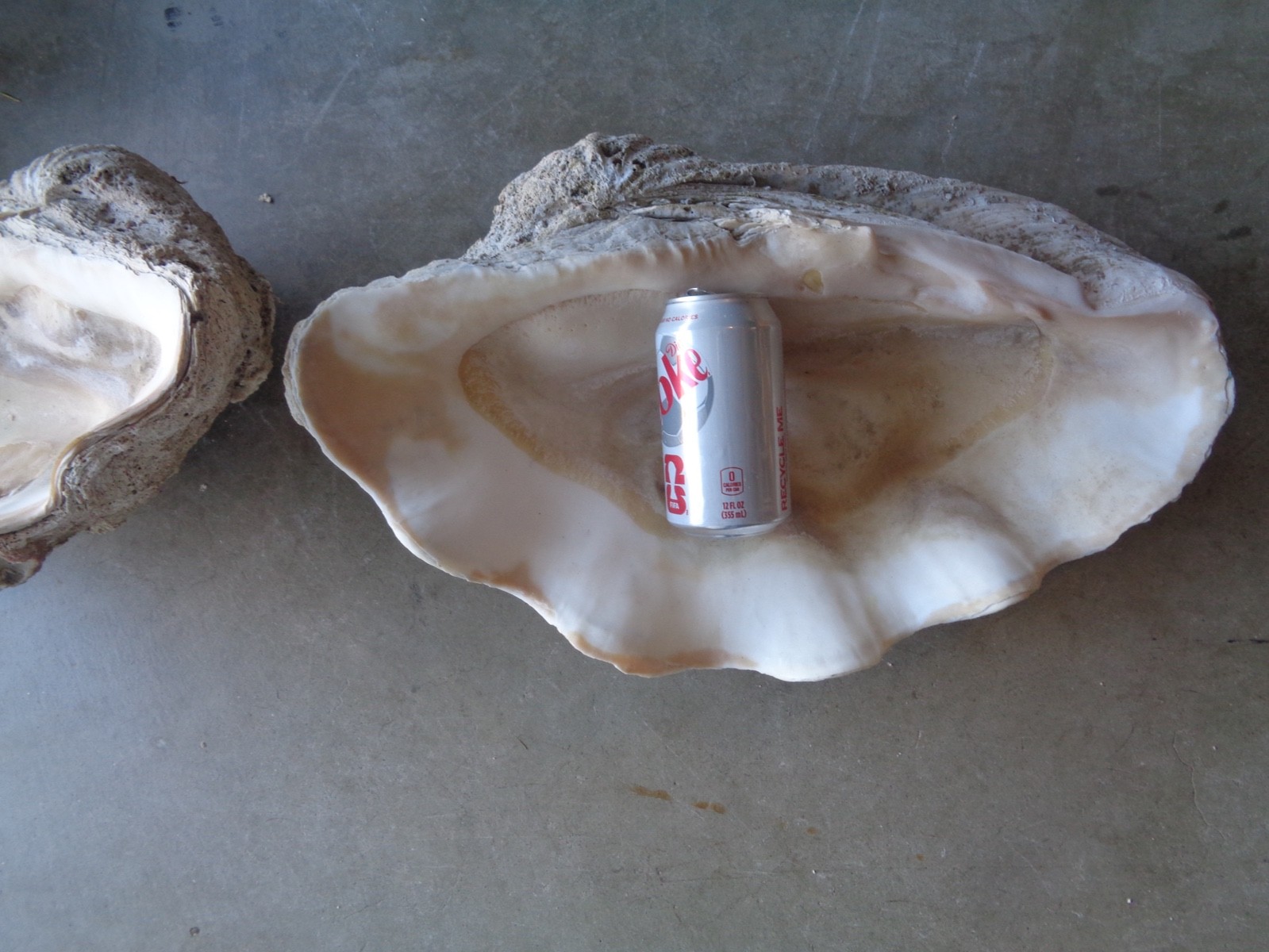 Tridacna Gigas Clam Shell Set Beautiful Matching Pair Giant Old Nautical Shells