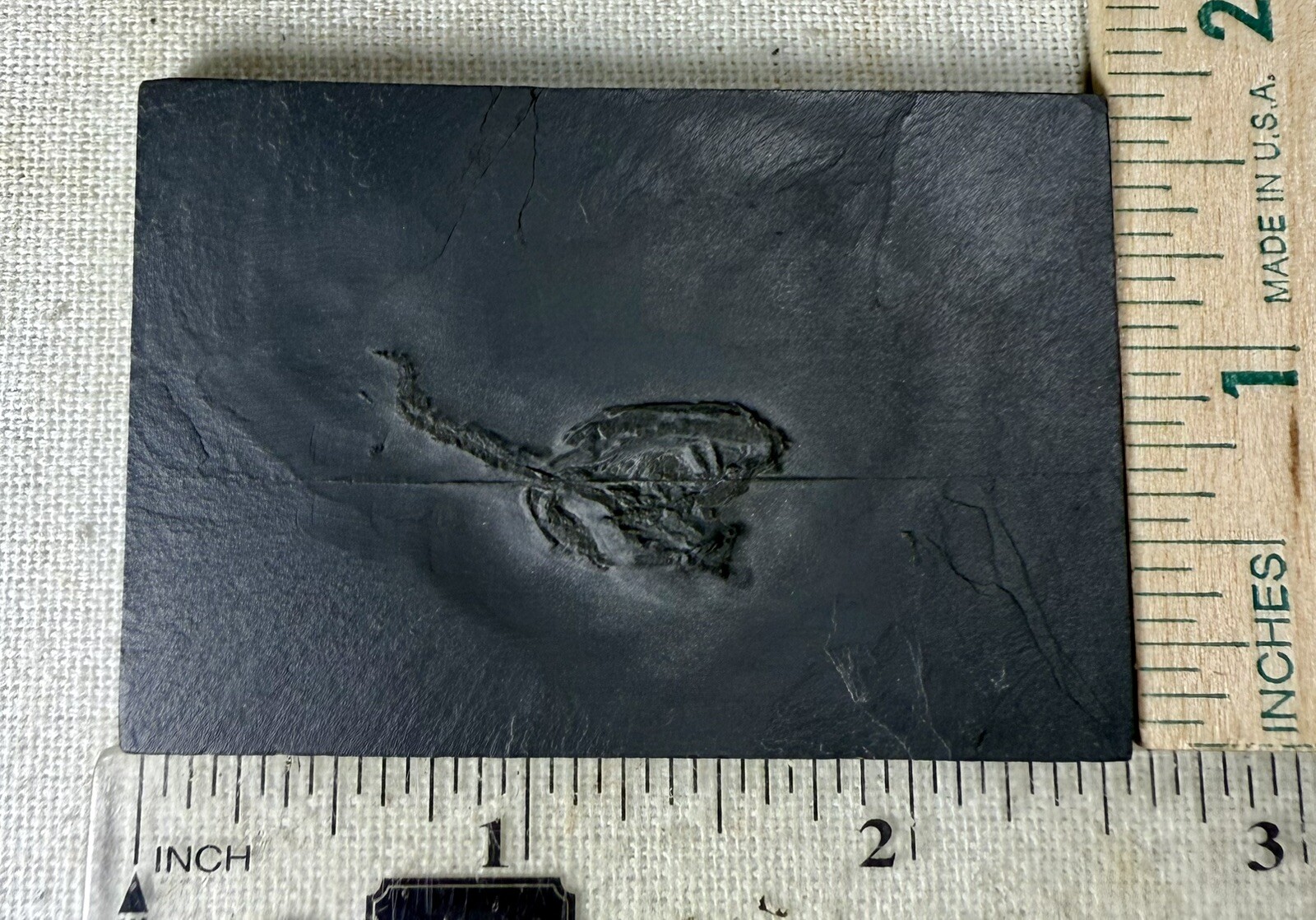 Undetermined Brittle Star Fossil ~Bundenbach Germany~ Devonian Period