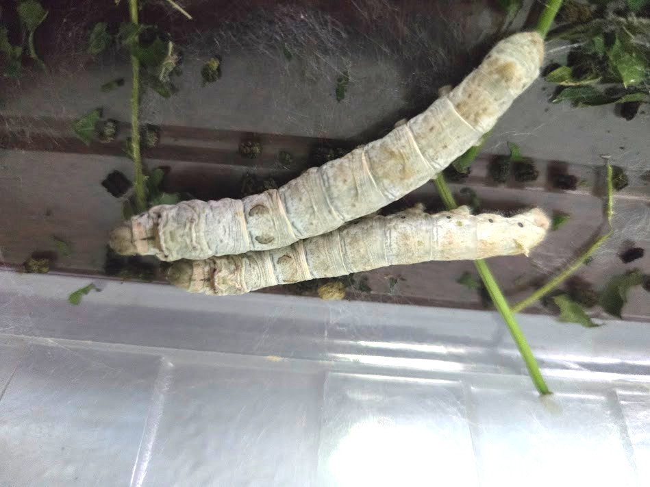 Silkworm Eggs - 100 Count