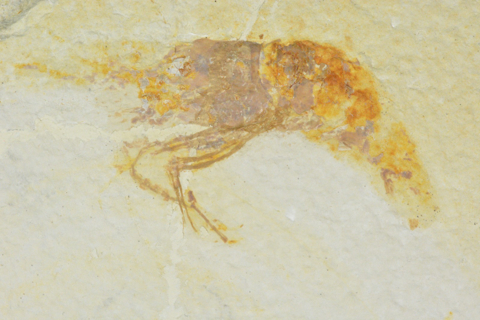 Bechleja rostrata, Shrimp Fossil, Green River Formation, Wyoming
