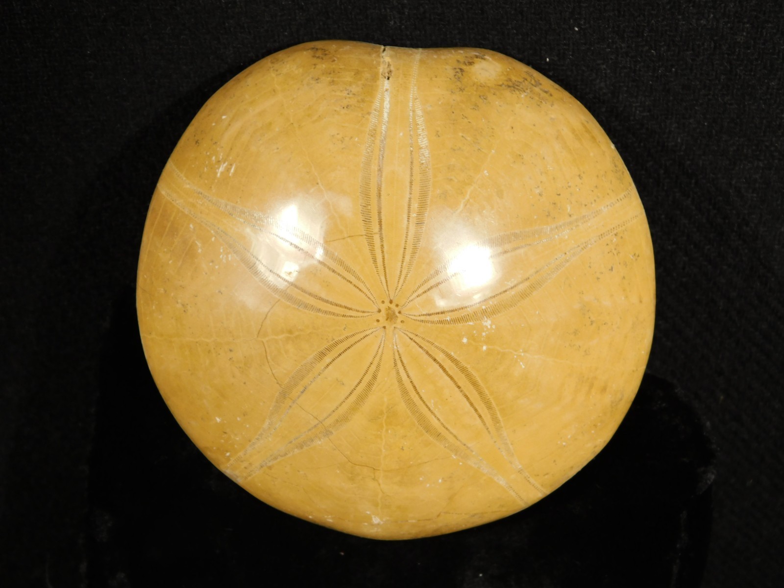 Big! Polished 150 Million Year Old! SAND DOLLAR Fossil Madagascar 200gr