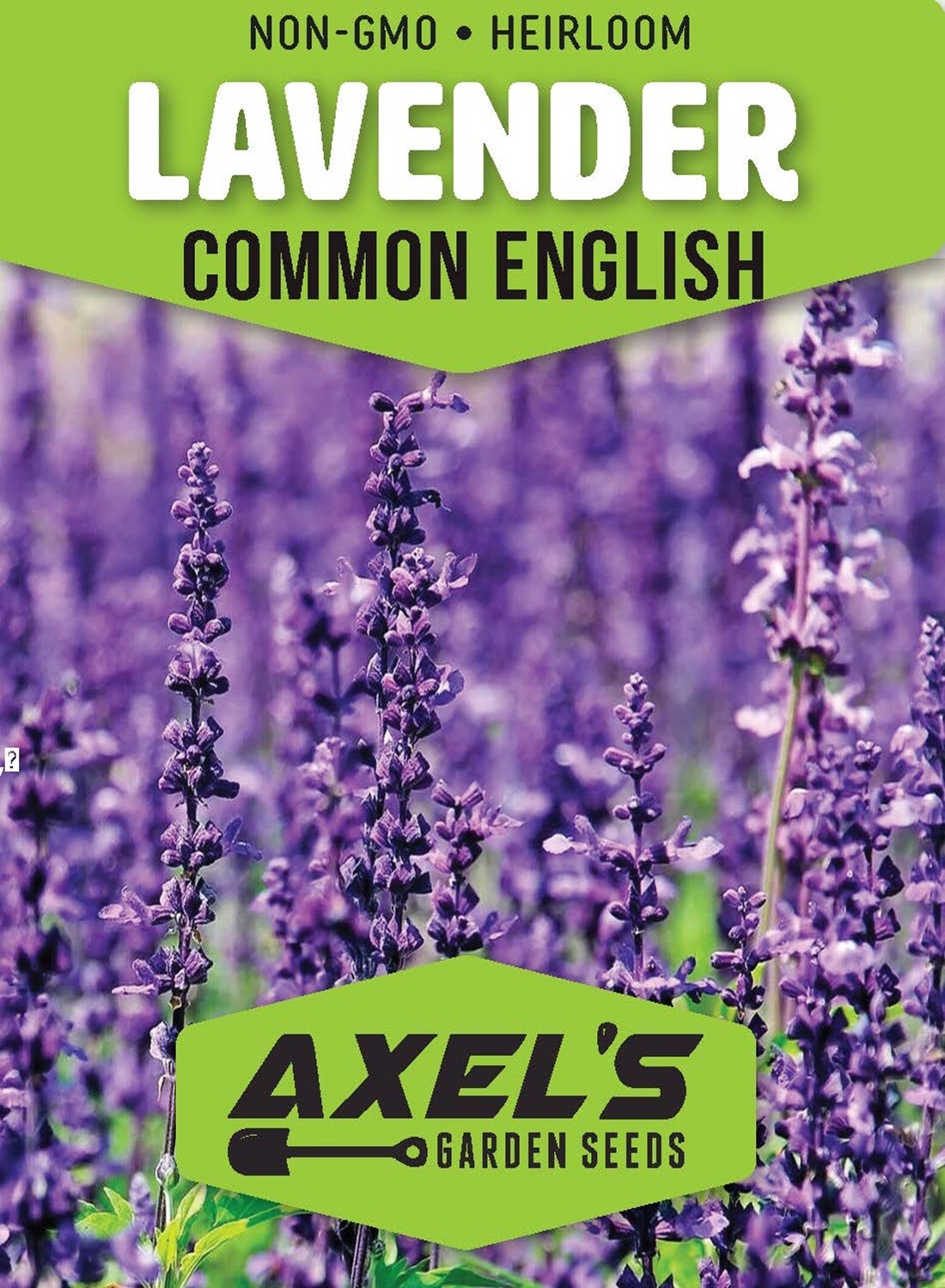 25,000+ Lavender Seeds for Planting - Common English Herb Lavender Non GMO