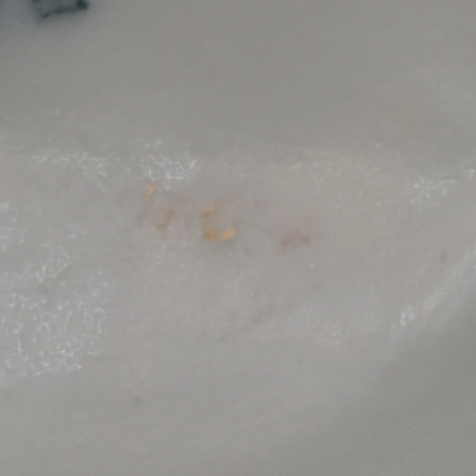 WWI Imperial German Loewen Leuven 1914-16 Belgium Porcelain Cup Schirnding AG