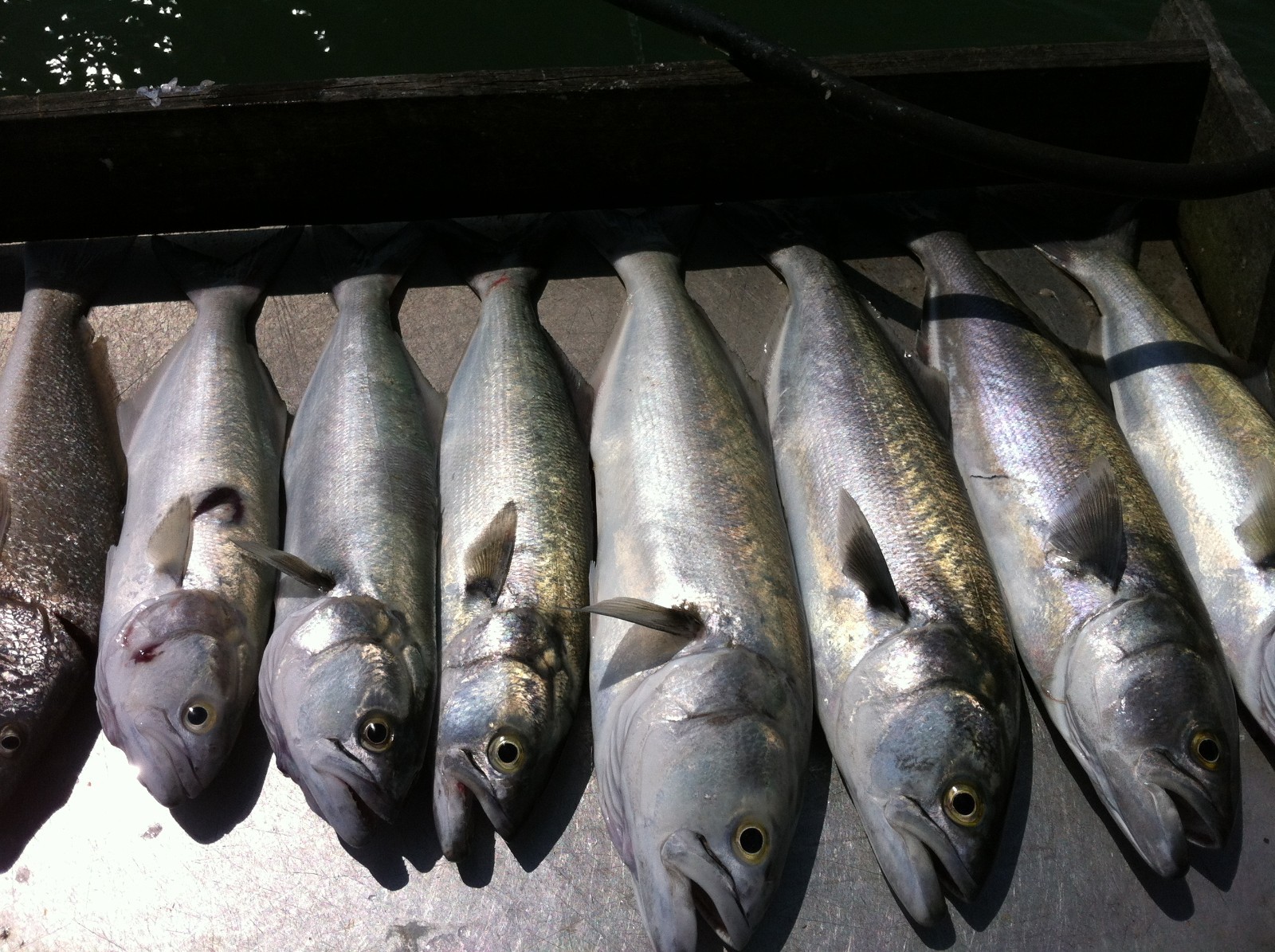 Premium Pompano Rig "Sand Flea-Coquina Clam" Fishing Rigs Pompano Whiting Spots