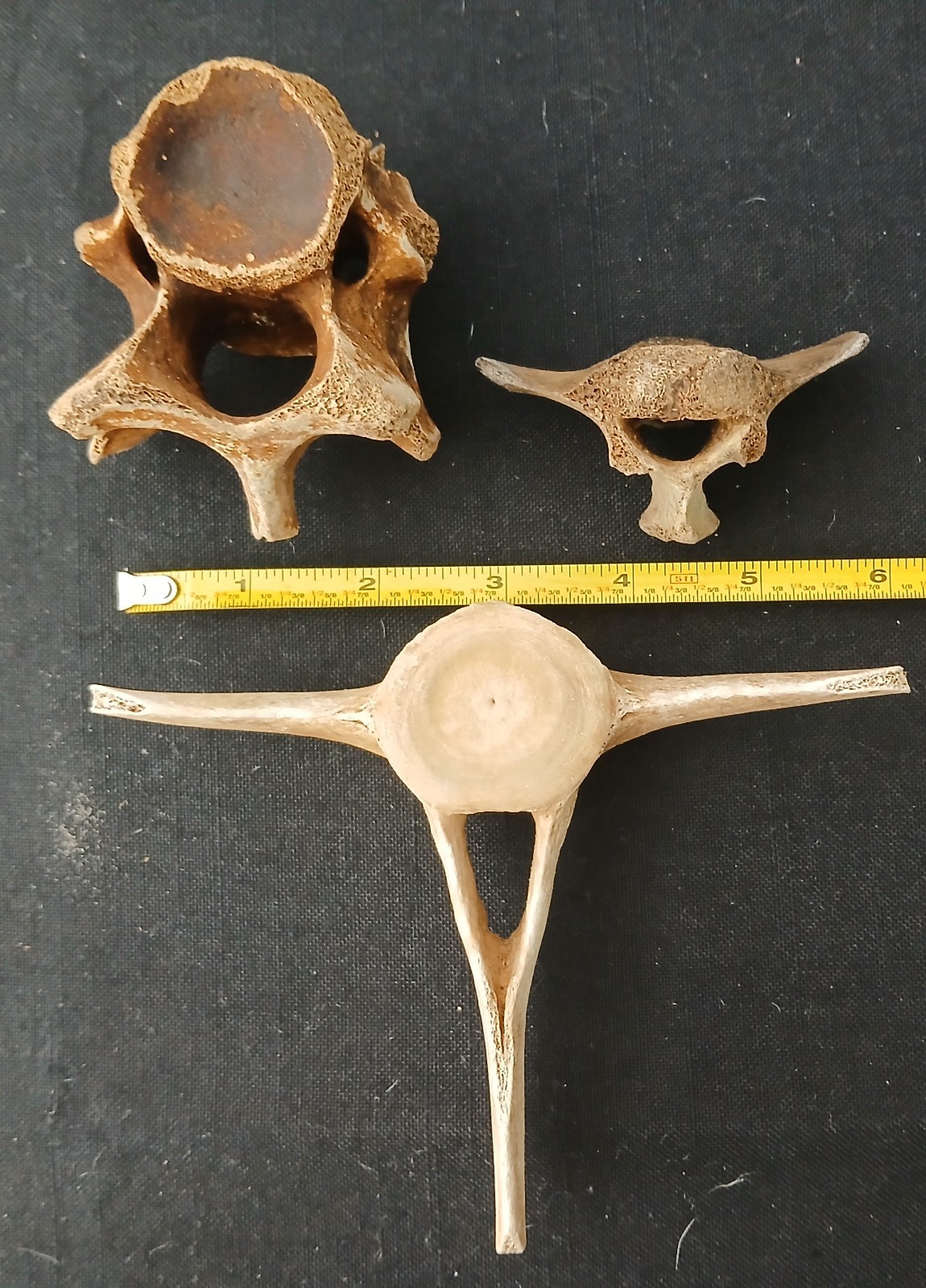 Three vertebrae fossil pieces (whale?) - five inches - Louisiana FREE SHIPPING