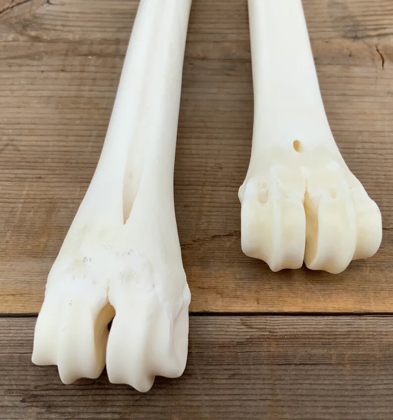 2 Deer Leg Cannon Bones Metacarpal Metatarsal