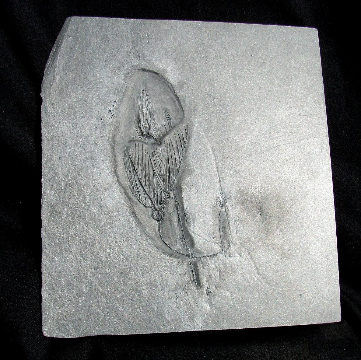 EXTREMELY RARE BUNDENBACH MULTIPLE CRINOID FOSSIL PLATE - THREE DIFFERENT TYPES!