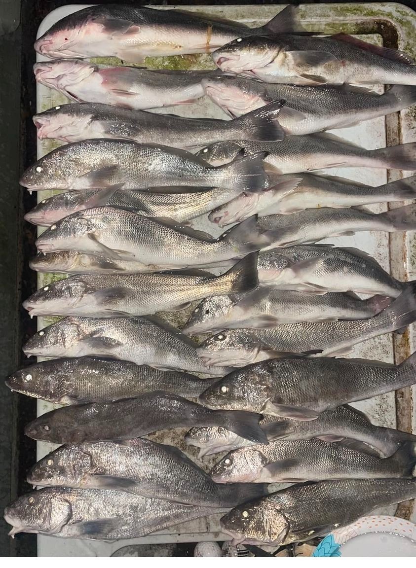 Premium Pompano Rig "Sand Flea-Coquina Clam" Fishing Rigs Pompano Whiting Spots