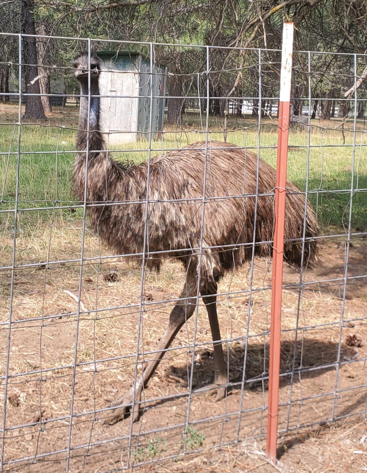 1 EMU Hatching Eggs - Blonde/White/Normal Breeding MOB!