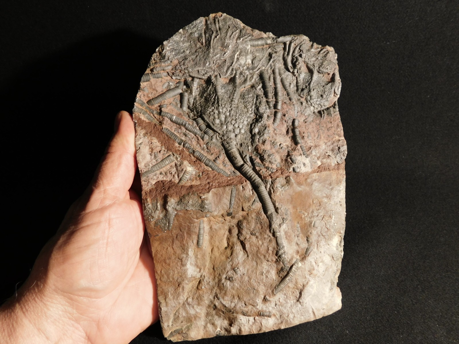 LARGER! 430 Million Year Old! CRINOID Fossil or Sea LILY Fossil Morocco 1221gr