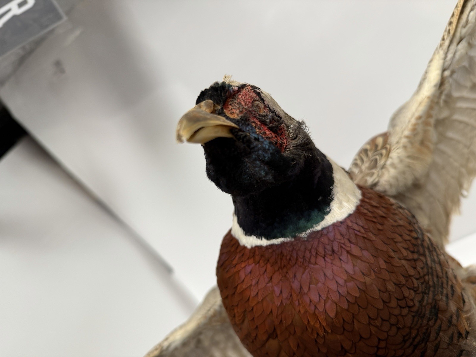 Pheasant Wall Mount Taxidermy Real Skin Flying Ring Neck Rooster On Wood Vintage