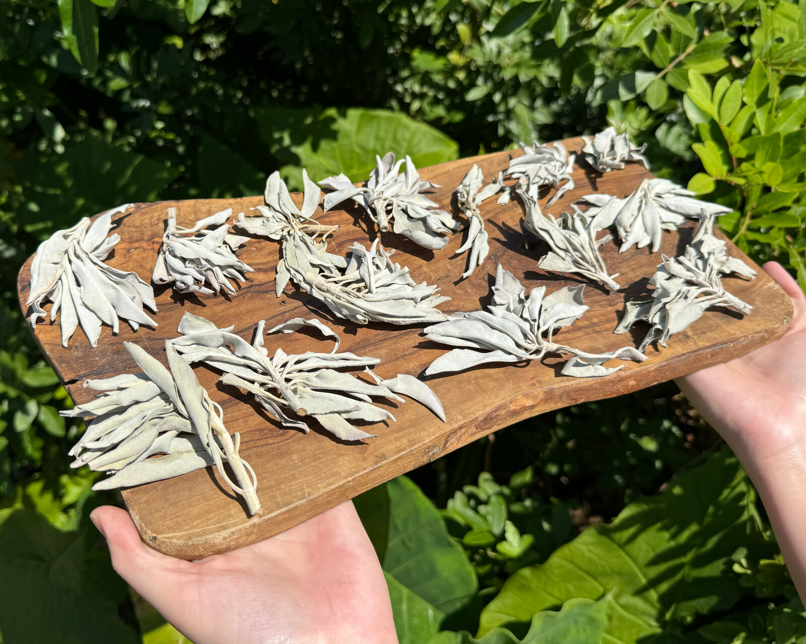 1 lb Loose White Sage Smudge Leaves & Clusters (Cleansing Smudging Purification)