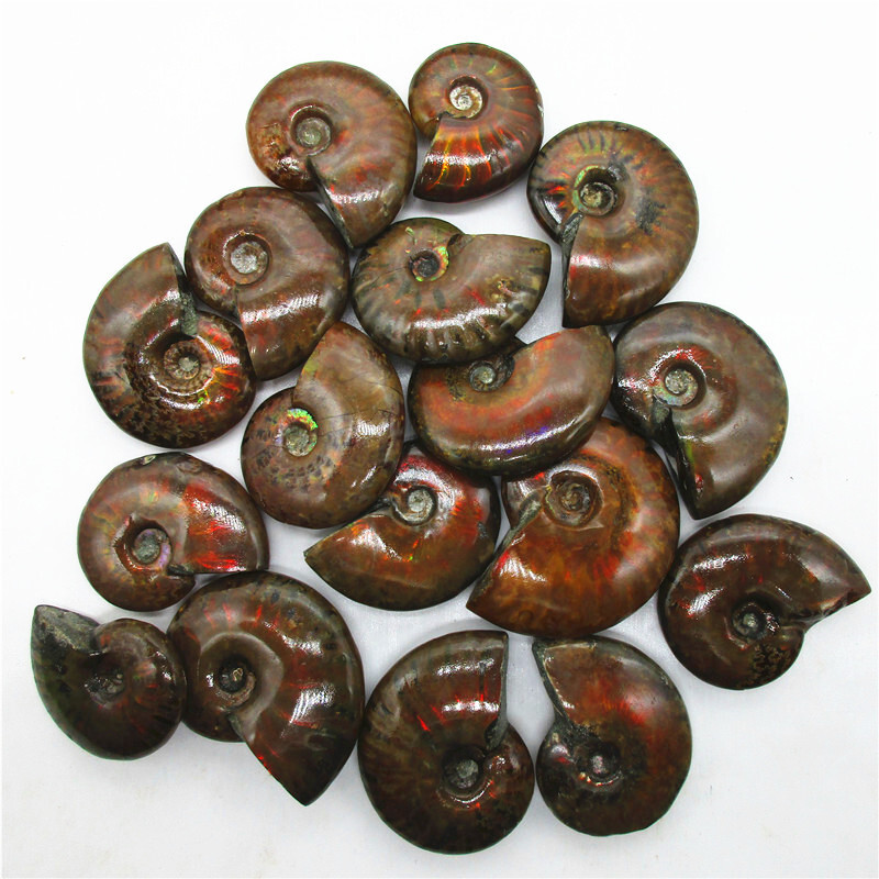 5X Natural Crystal Iridescent Ammonite Ammolite Facet Specimen Snail Fossil
