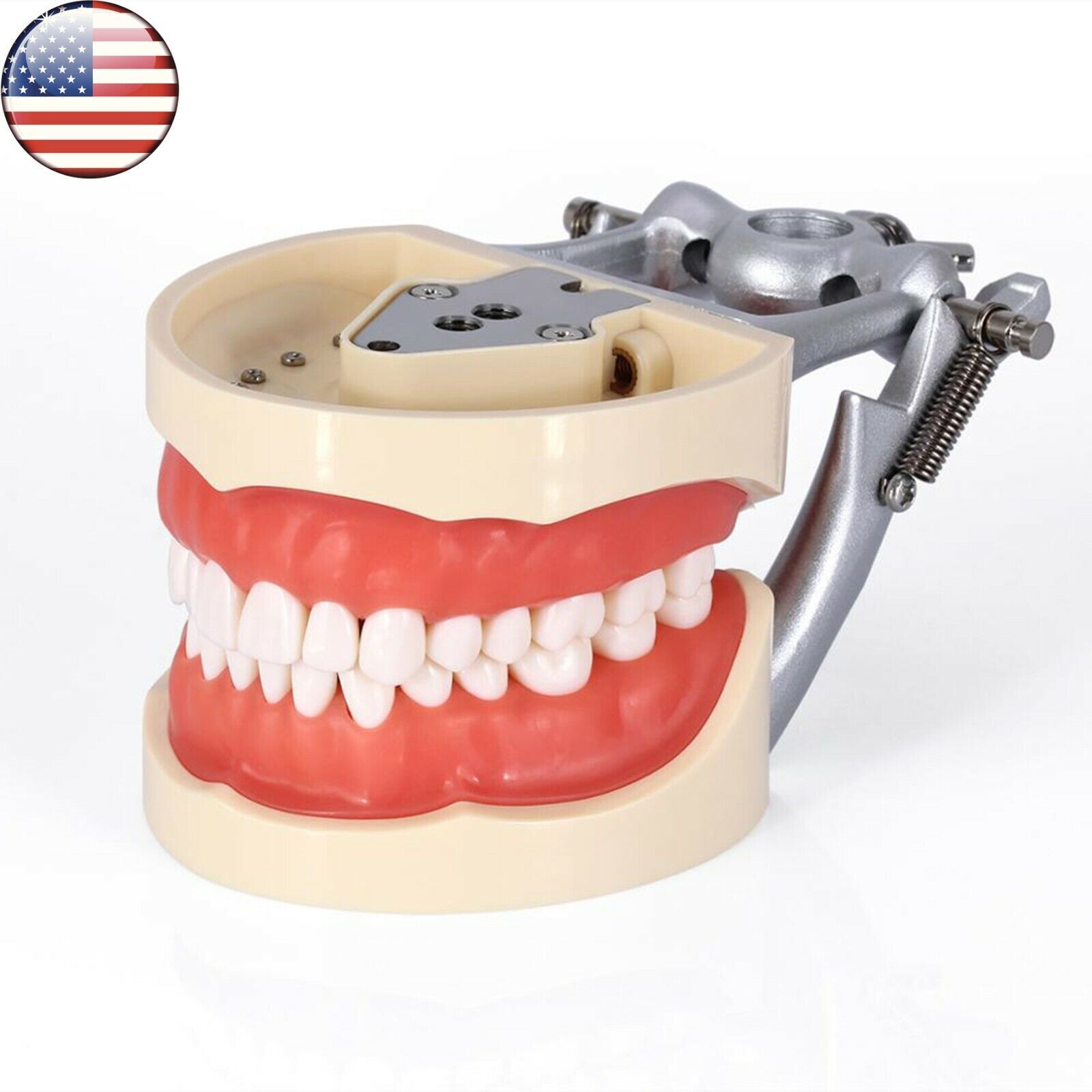 Dental 200 Type Typodont Model With Removable Teeth fit Kilgore NISSIN M8012