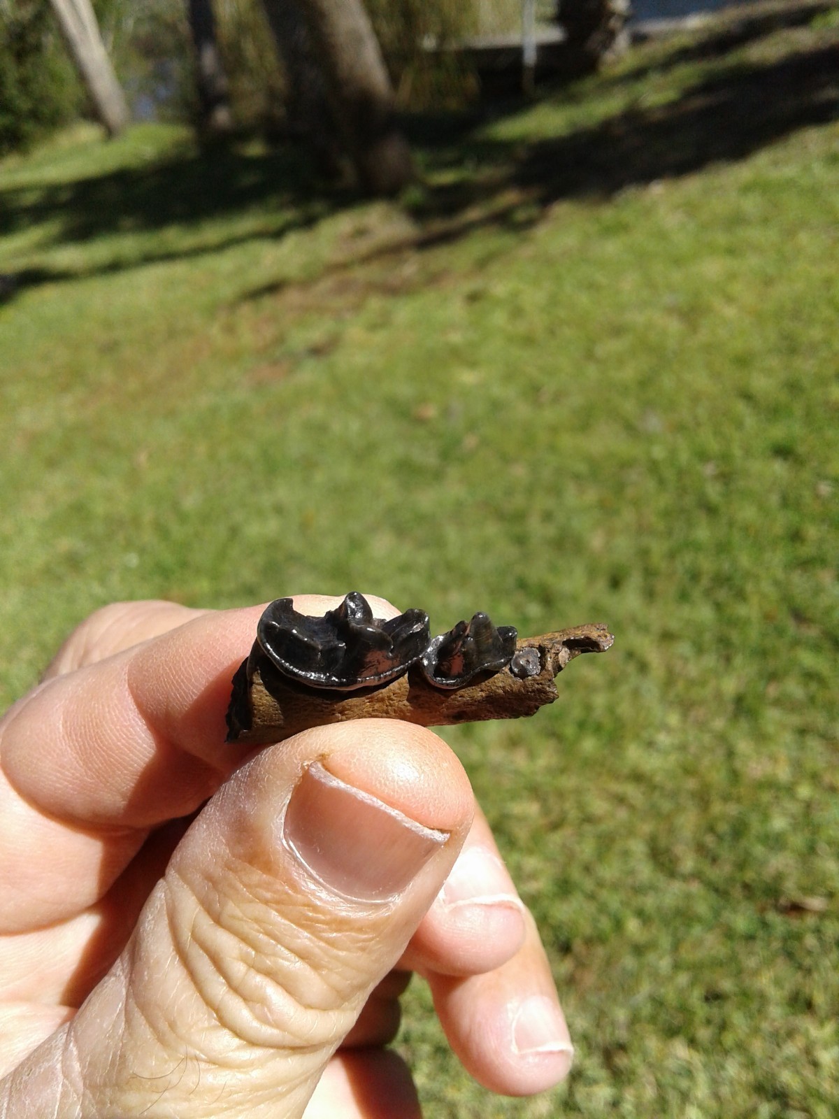 Bargain 3 Jaws Raccoon And River Otter Florida Ice Age Fossil Mammal Teeth