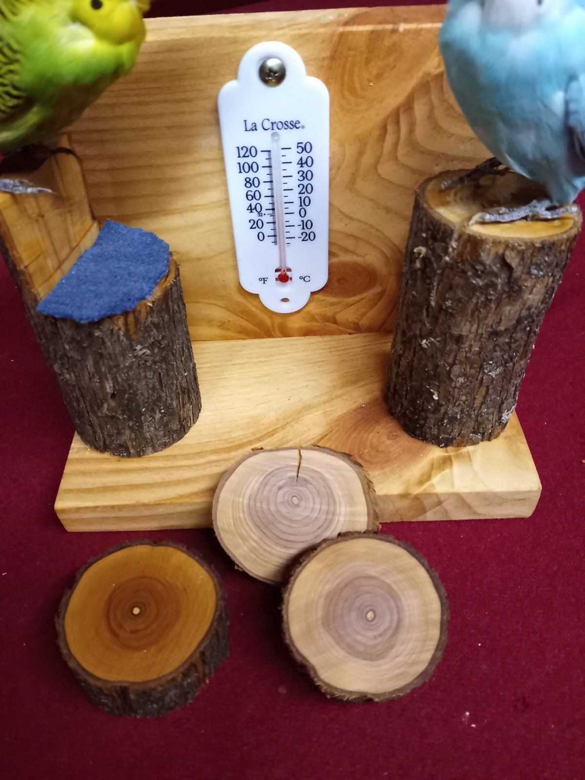 DUAL PARAKEET TAXIDERMY WALL OR TABLE DECORATION Bulgarian Parakeets