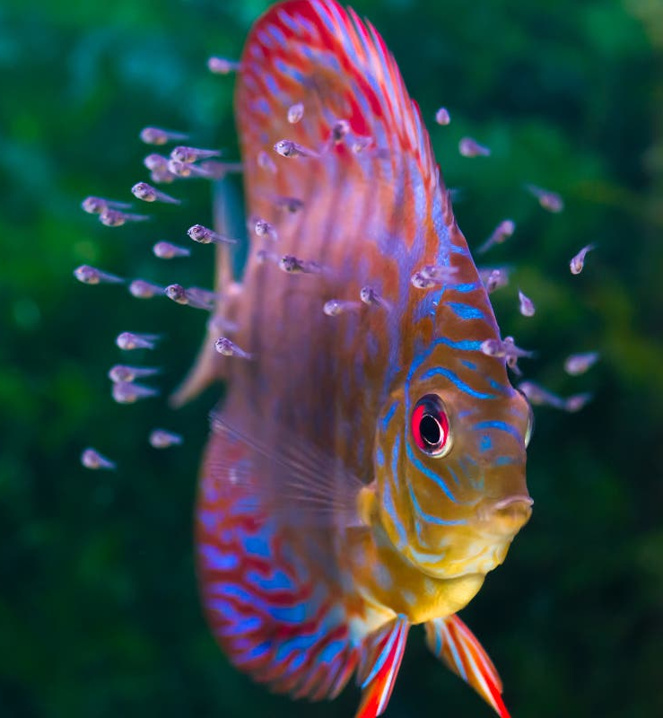 Brine Shrimp Eggs Jar. Premium Grade 90% Hatch Great Salt Lake Artemia Eggs