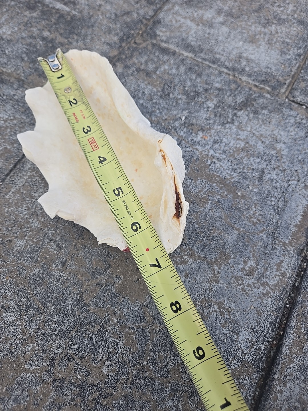 Derasa Tridacna Clam Seashell Half White w Barnacle Growth 1 HALF approx 6.75"