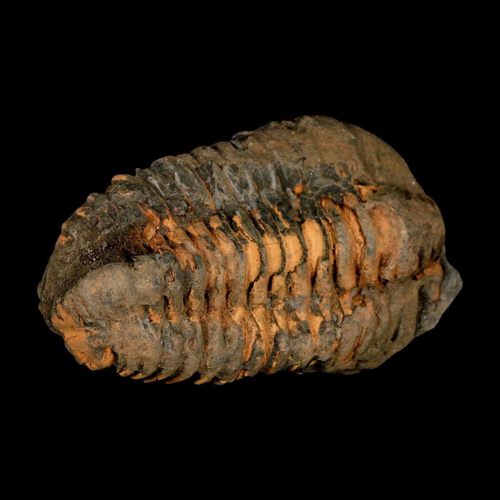 3.6" Flexicalymene Trilobite Fossil Ordovician Age Tazzarine Region Morocco COA