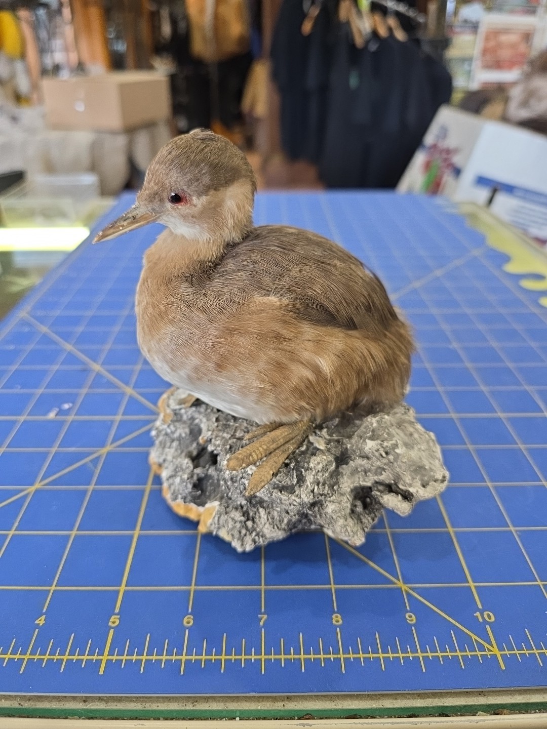 EBX1 Zoo Raised Little Grebe Bird Mount Taxidermy
