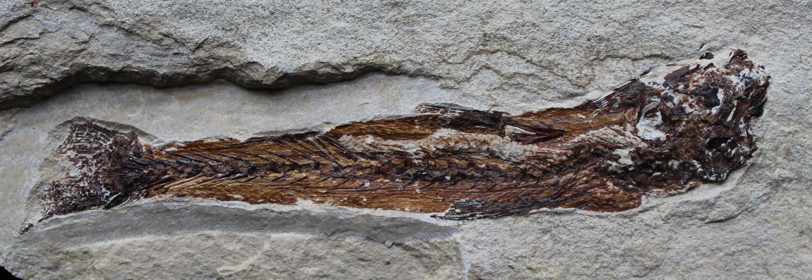 Charitosomus 23 - Zero Repairs with Nice Color - Cretaceous Fossils Lebanon