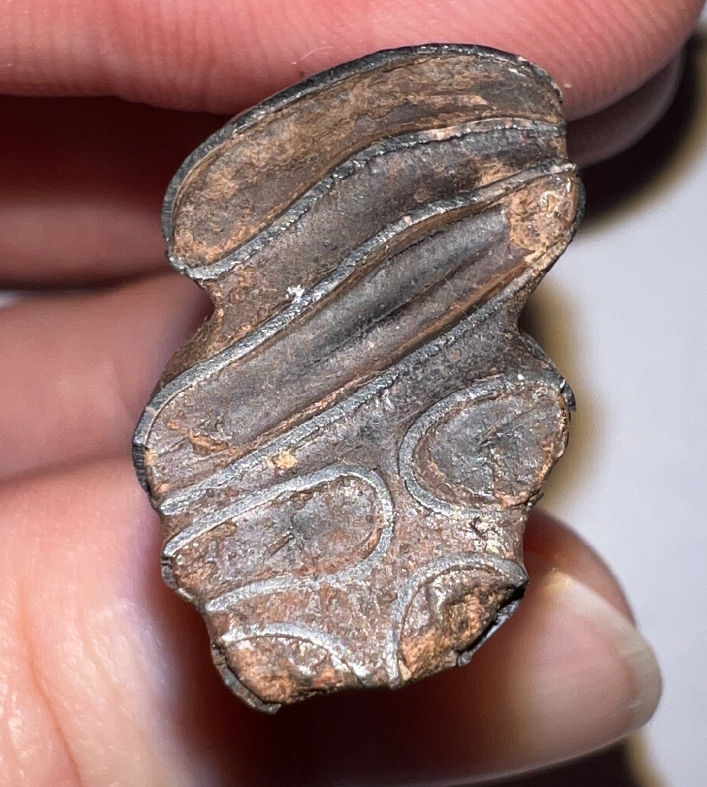 Framed Rare Ice Age Fossil Giant Extinct Beaver Tooth CASTOROIDES 1.84 Inches!