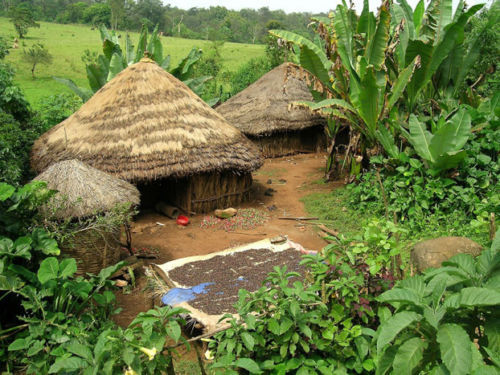 Ethiopian Yirgacheffe Coffee Beans Roasted Daily Medium 2 Bags 1 Pound Each