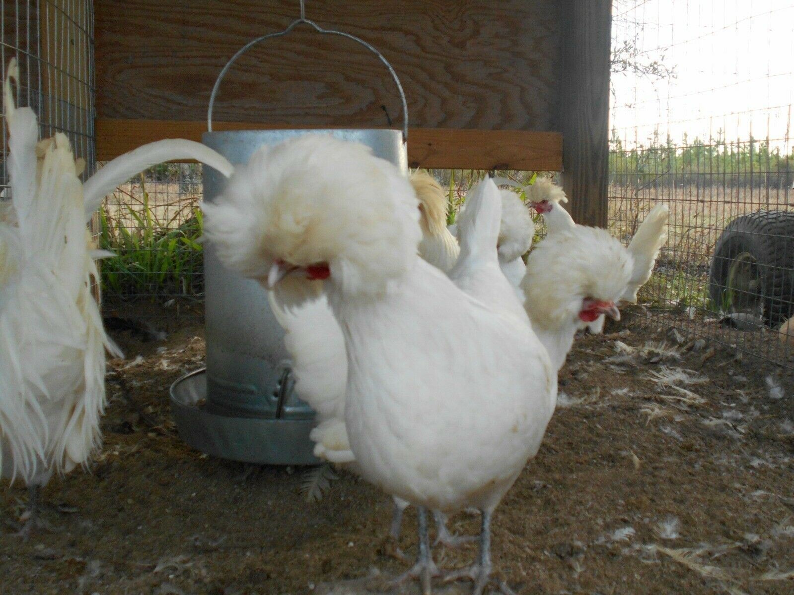 SILVER, BUFF, WHITE, GOLDEN POLISH BANTAM HATCHING EGGS SHIP 3/23 12+EGGS