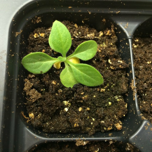 Pro-Mix HP Potting Mix Seed Germination Soilless Growing Media Mycorrhizae FAST