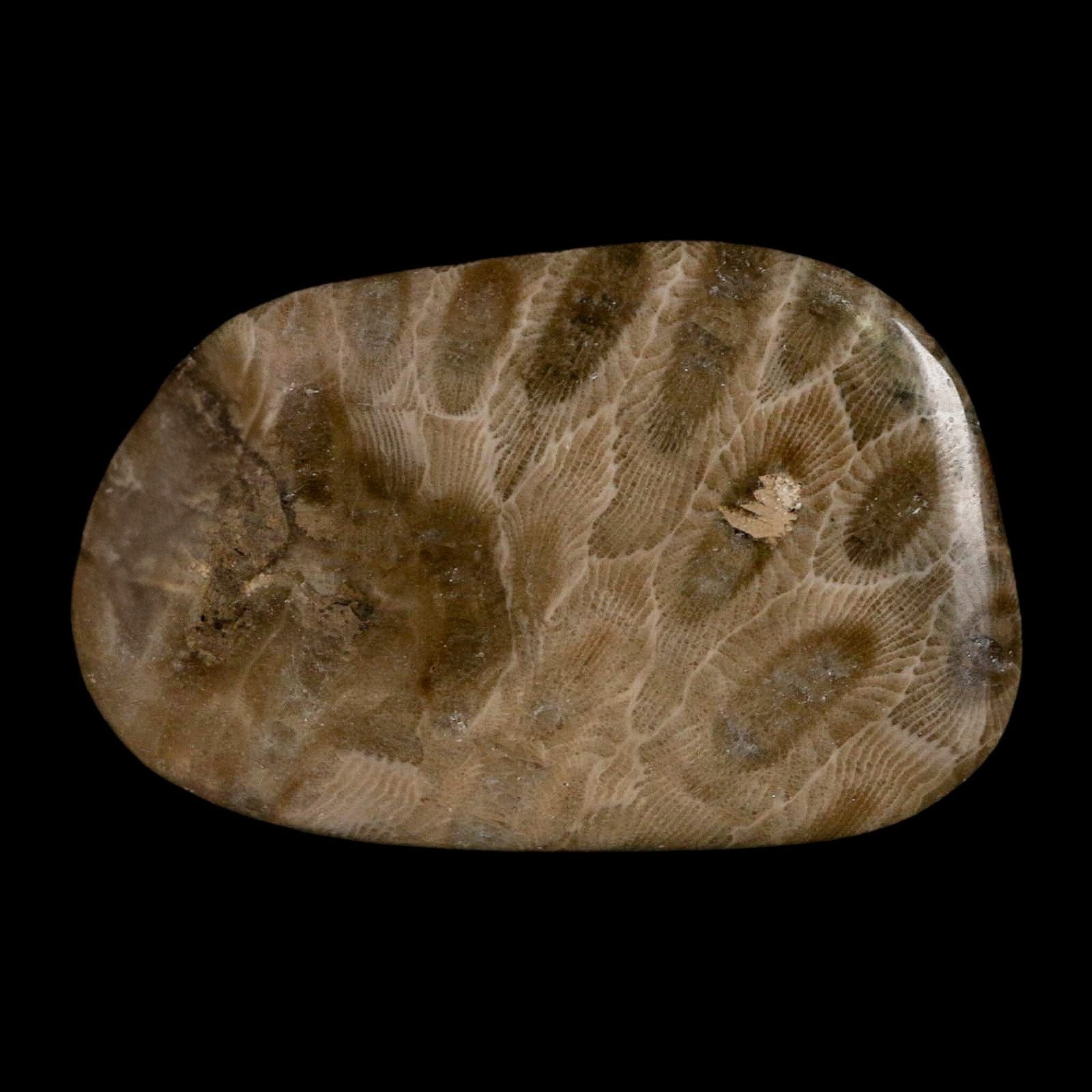 2.6" Polished Slab Petoskey Stone Hexagonaria Coral Fossil Devonian Age Michigan