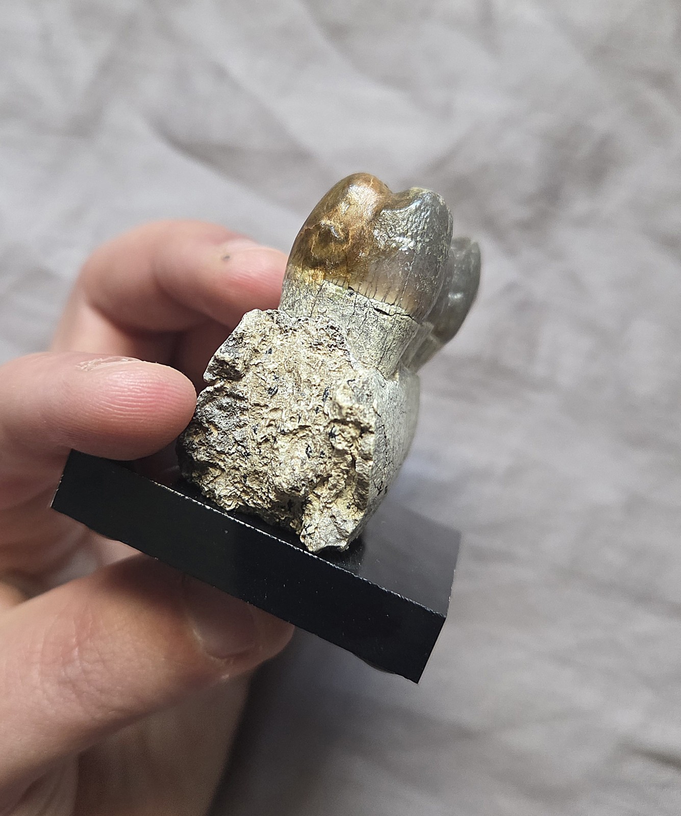 Rare Giant Hell Pig Archeotherium Fossil Jaw W Teeth Eocene Mammal South Dakota