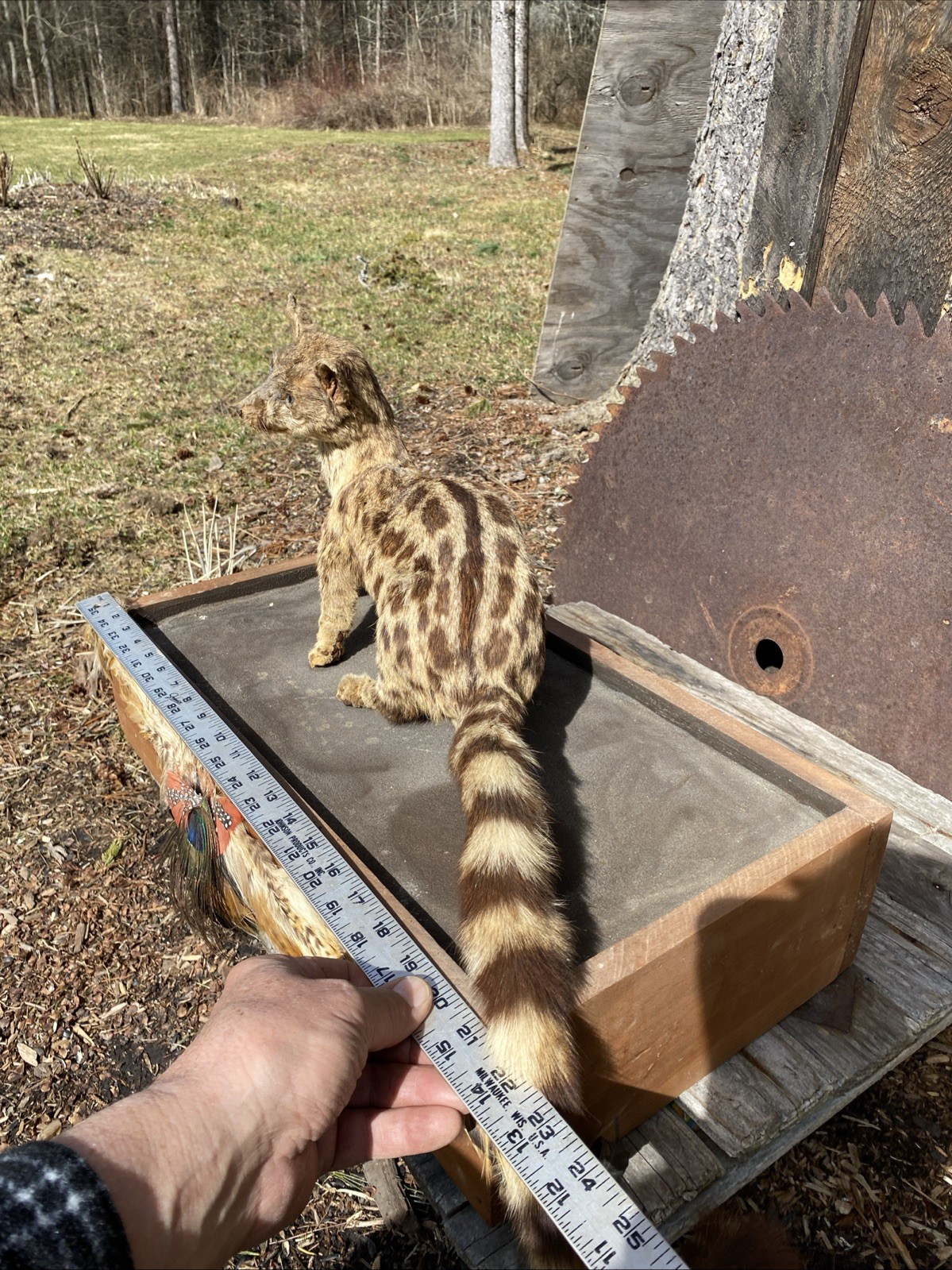 Super Cool African Genet Cat Standing Mount Taxidermy Exotic Decor