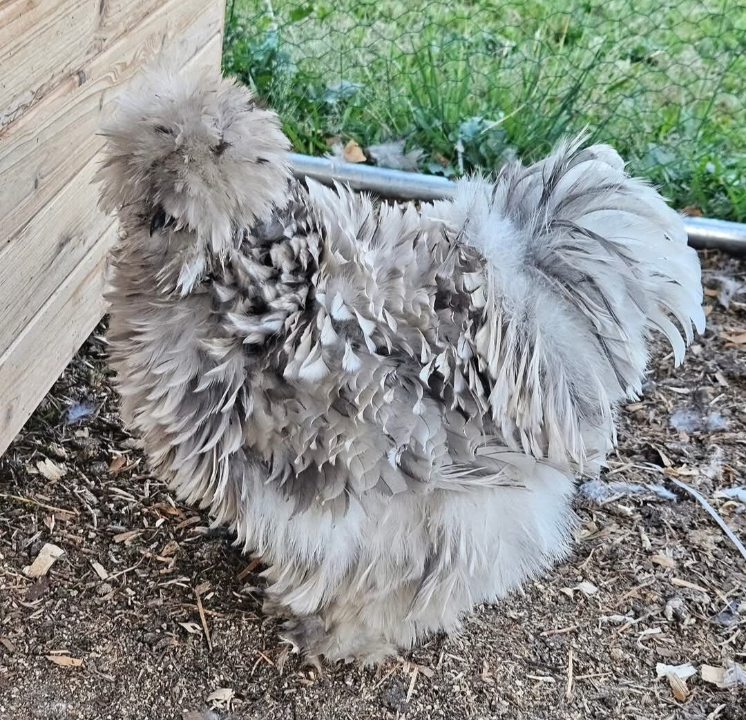 12+ Silkie, Satin, Frizzle Show Quality Hatching Eggs, NPIP Cert