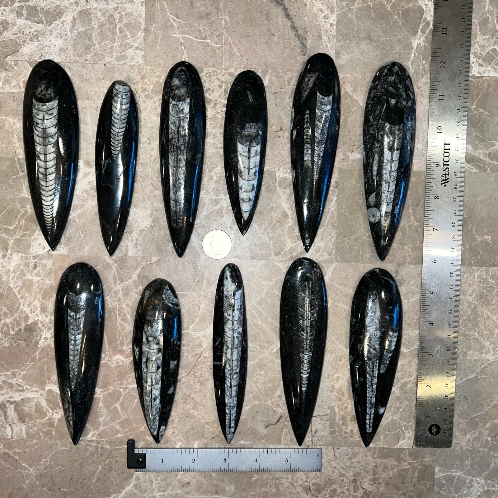 LARGE (1) Black Orthoceras Cephalopod Fossil - 350 Million Years Old