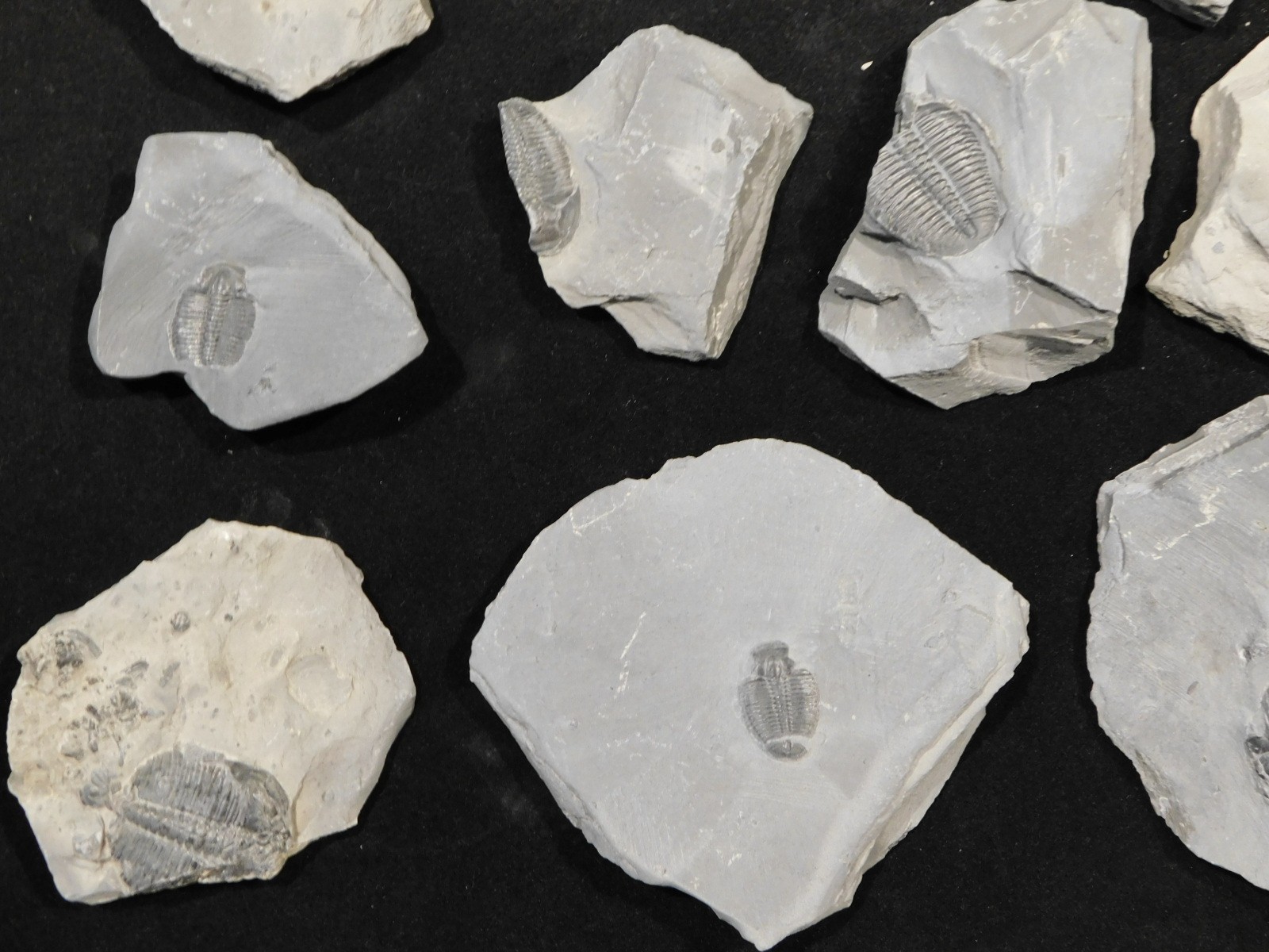 GIANT Lot of FORTY 100% Natural Elrathia TRILOBITE Fossils in Matrix Utah 2300gr