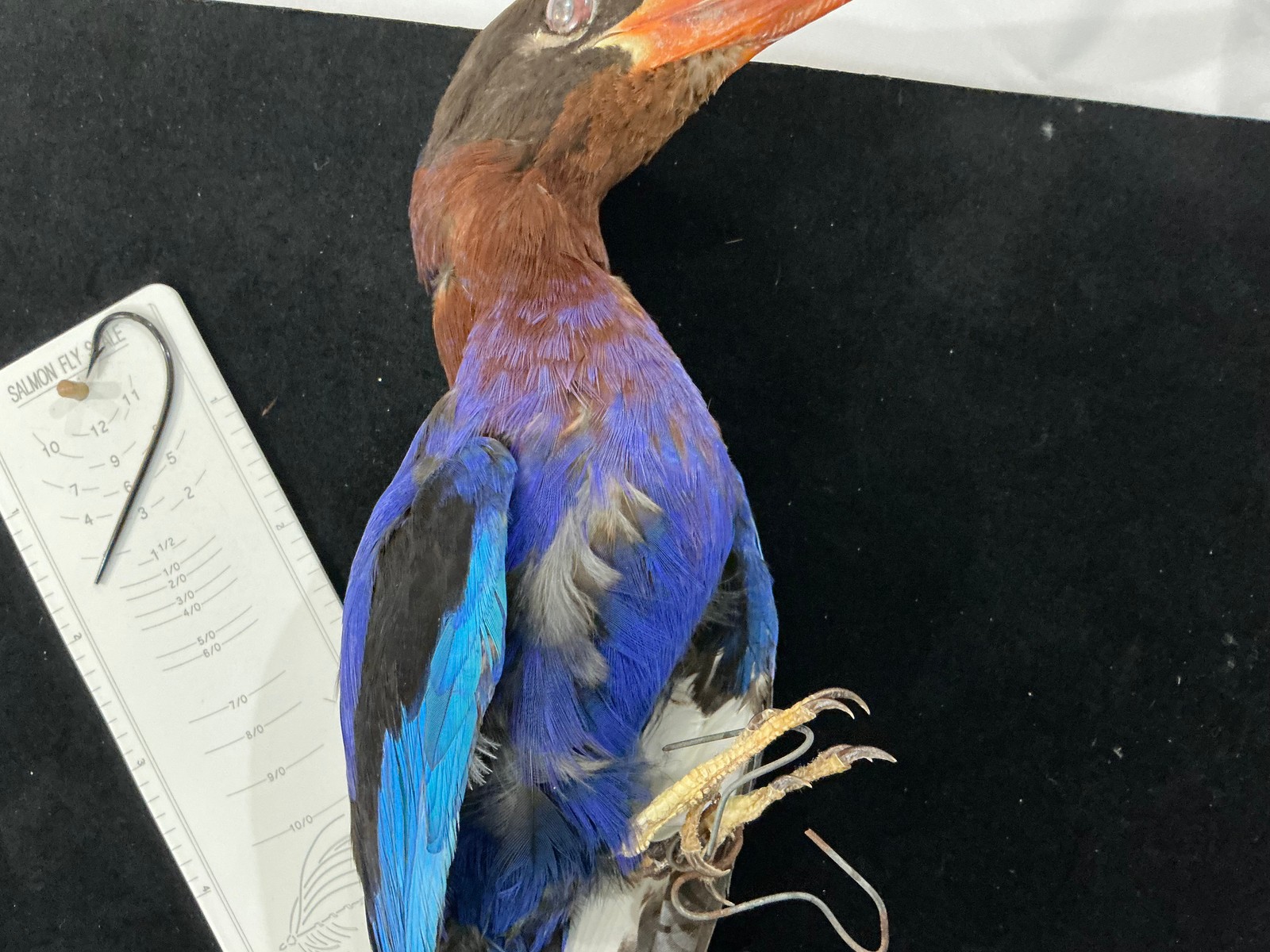 Purple Kingfisher Bird Mount