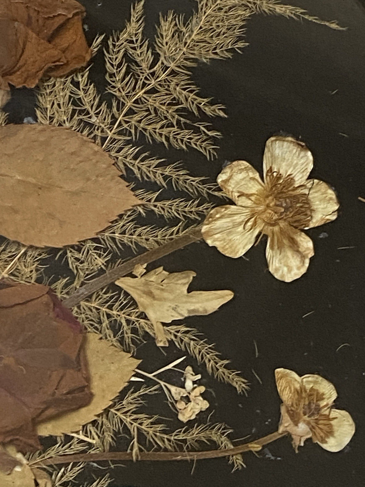 Set of 4 Framed Pressed Flower Art/Wall Decor