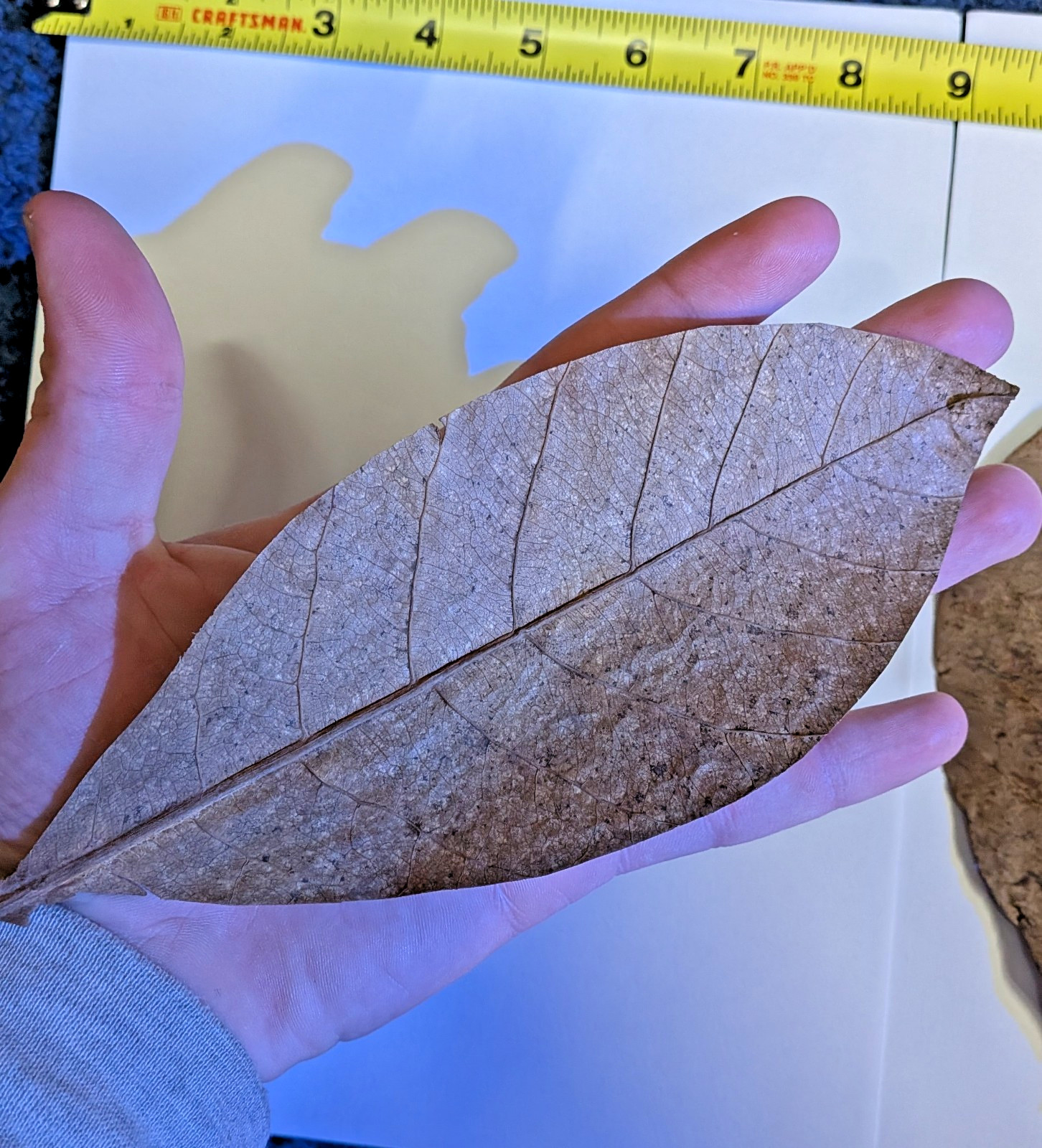 Indian Almond Leaf Large 6-8inch Cattapa For Aquariums 2-3-4-5 Pack