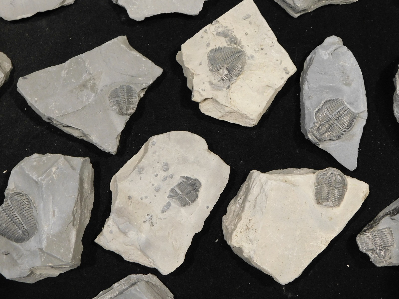 GIANT Lot of FORTY 100% Natural Elrathia TRILOBITE Fossils in Matrix Utah 2300gr