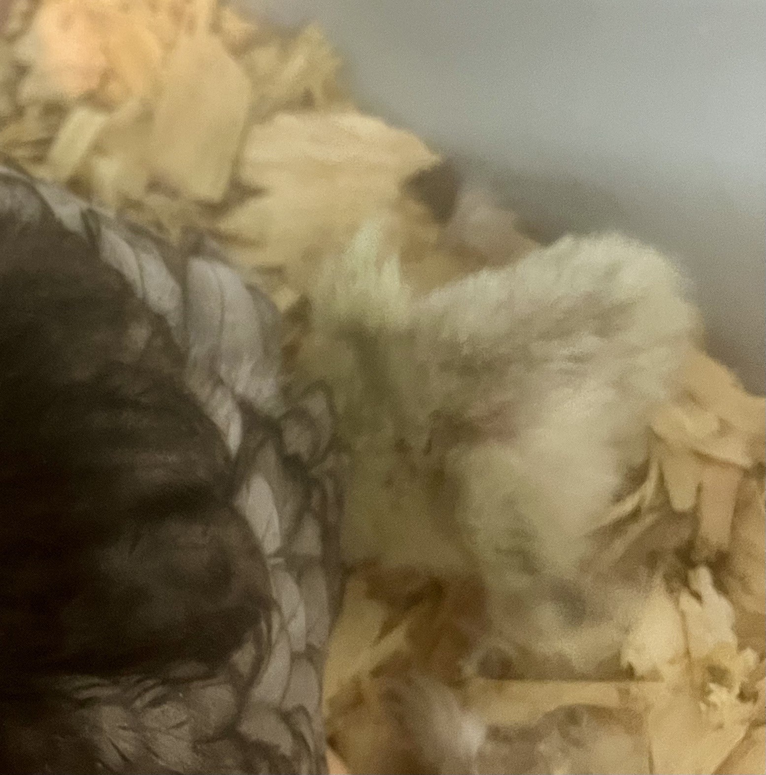 Small/Micro SERAMA Eggs One dozen Eggs