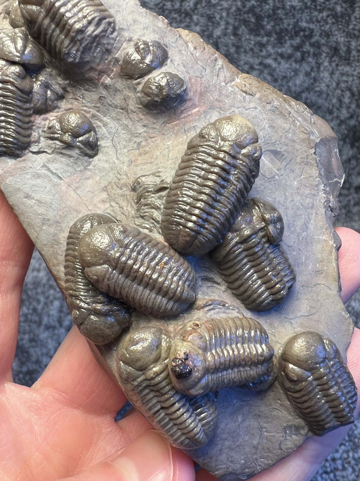 Austerops Trilobite Fossil Mortality Plate – Multiple Trilobites, Jorf