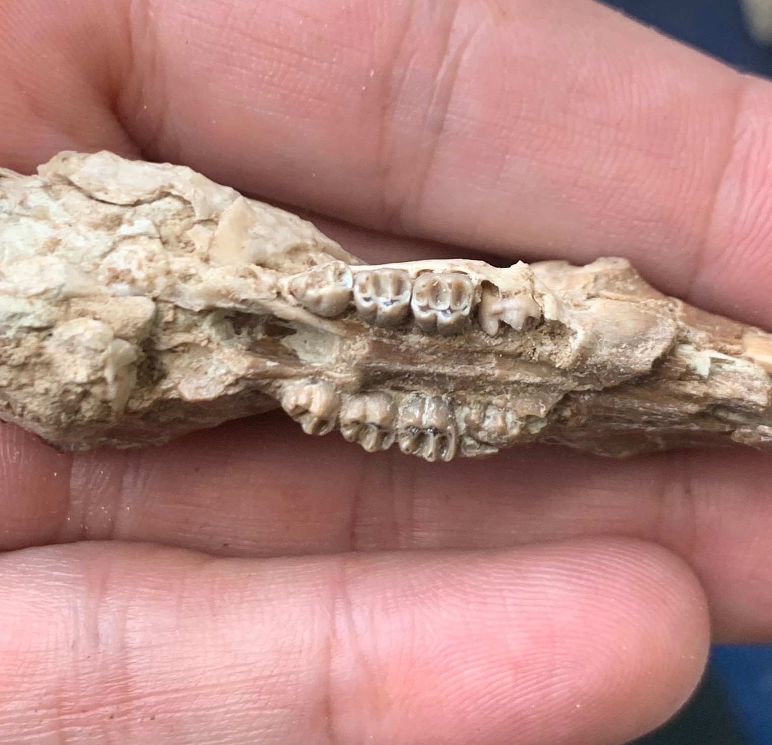 Fossil squirrel skull, Ischyromys, White river badlands, Nebraska