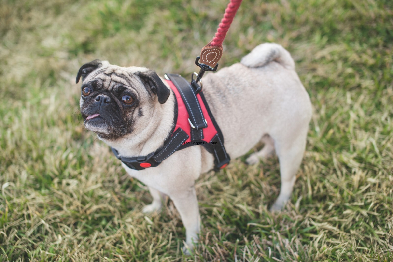 Dog Pet Vest Harness No Pull w Handle Adjustable Control Reflective S M Large XL