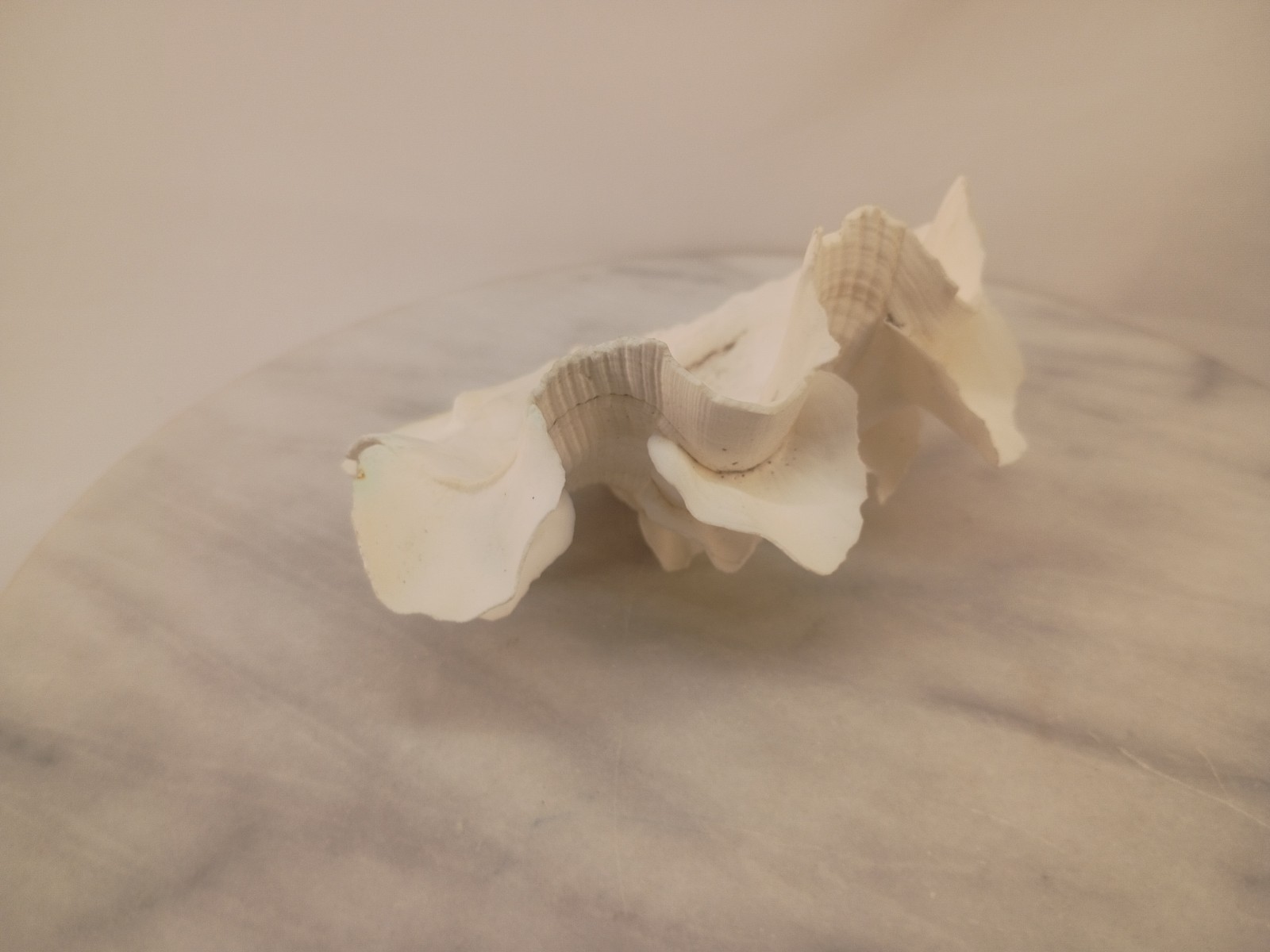 Whole TRIDACNA SQUAMOSA Fluted Clam Shell 5.75" x 4 1/4" White