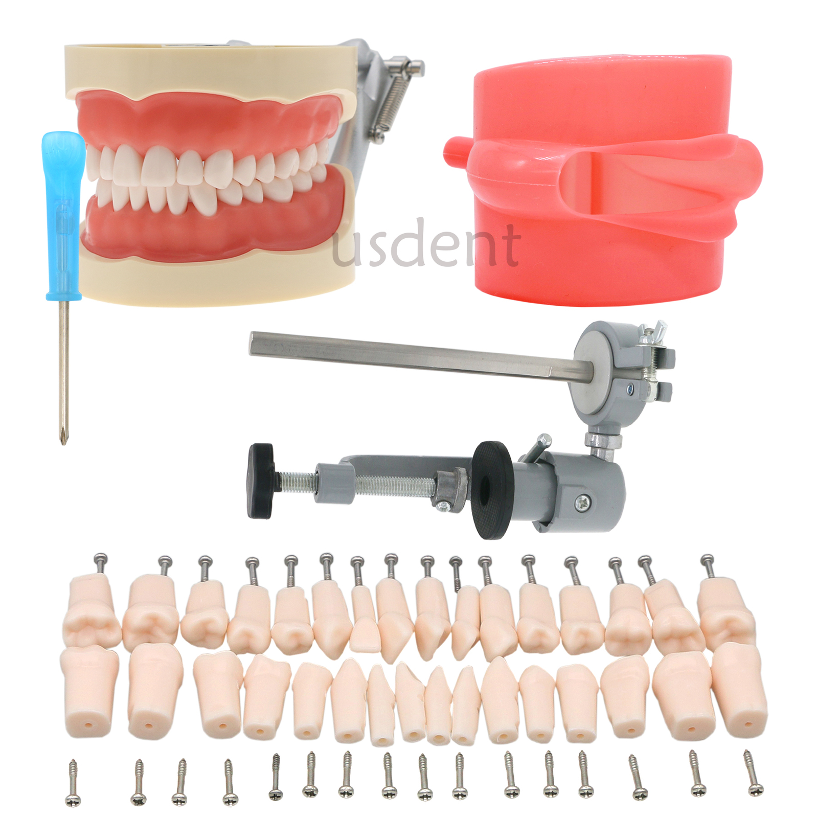 Dental 200 Type Typodont Model With Removable Teeth fit Kilgore NISSIN M8012