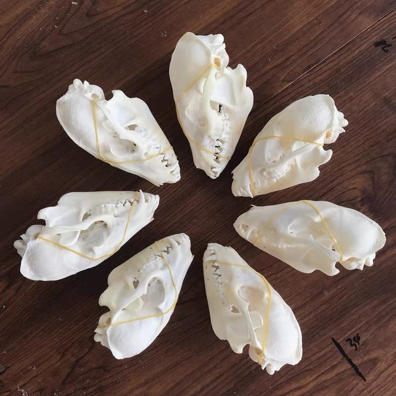 New 10Pcs Real Fox Skull Taxidermy Real Bone Skeleton Halloween Decoration Gift