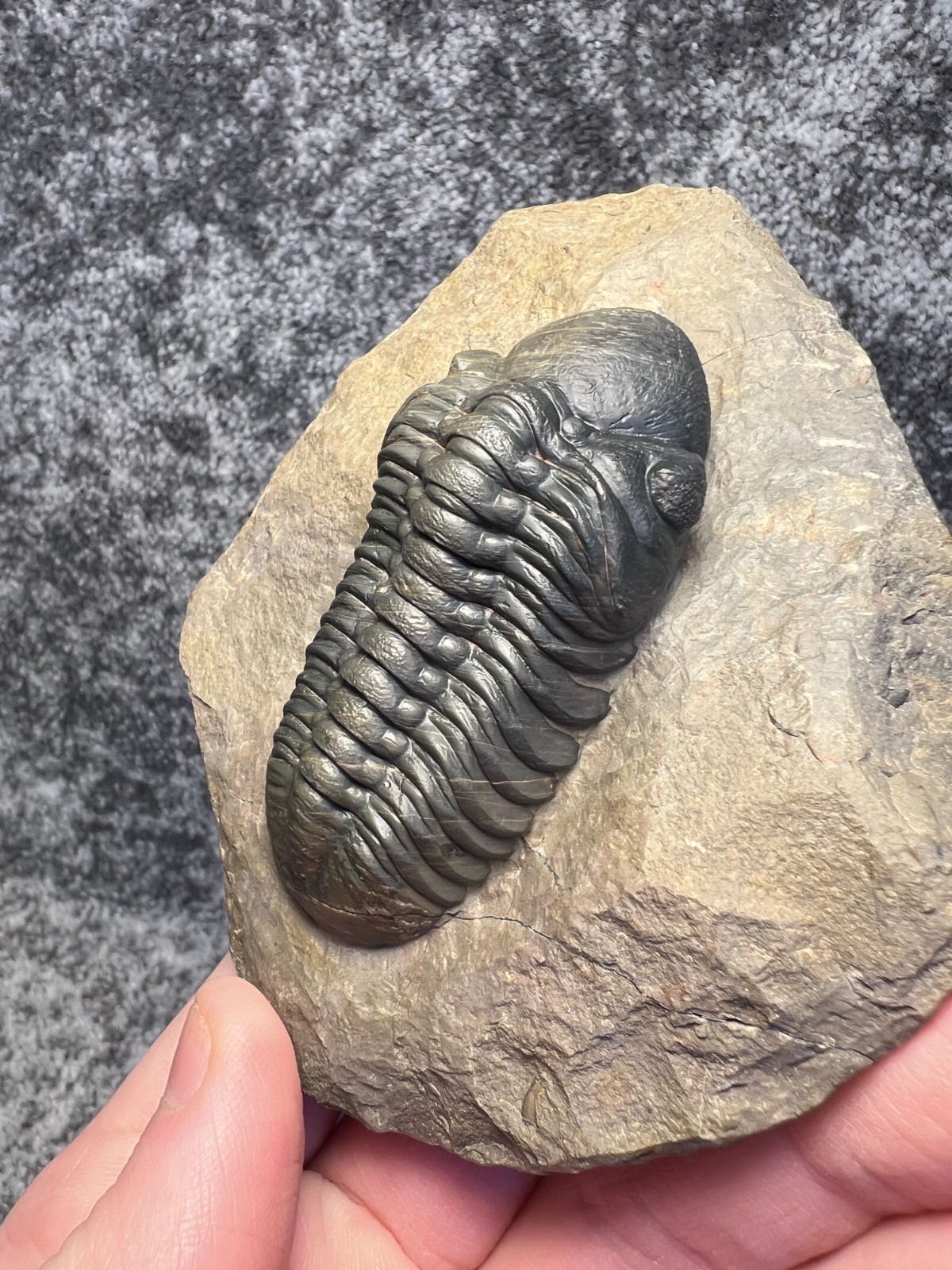 Reedops Trilobite Fossil – Detailed Collector Specimen